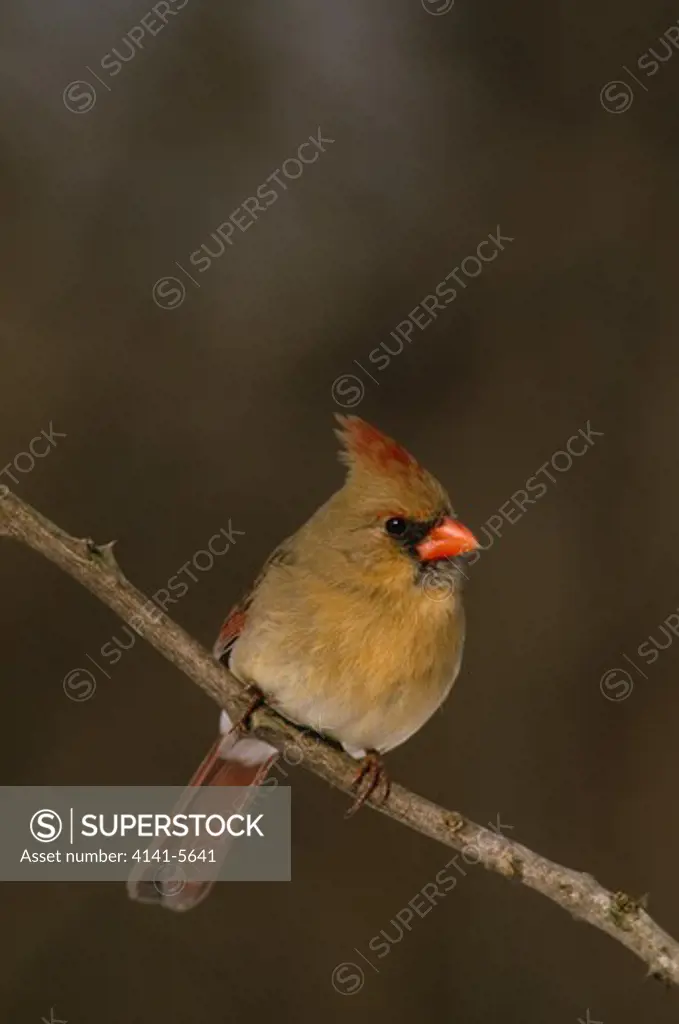 northern cardinal female cardinalis cardinalis michigan, usa