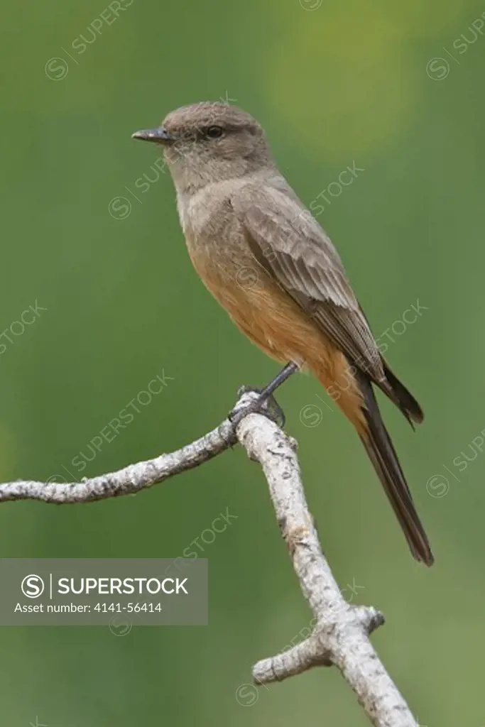 Say'S Phoebe (Sayornis Saya) Perched On A Branch In British Columbia, Canada.