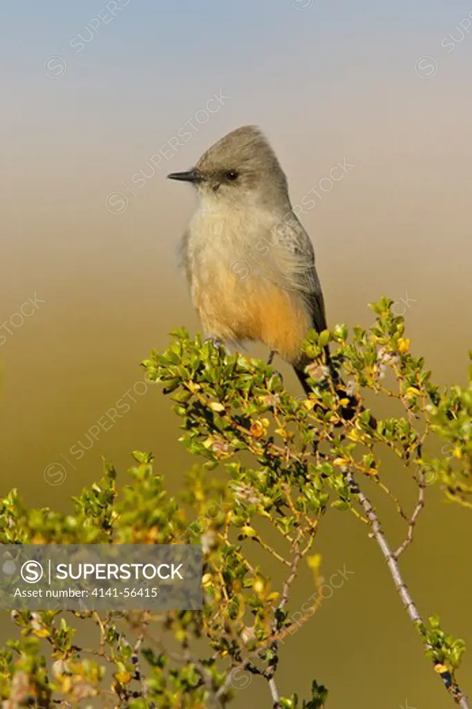 Say'S Phoebe (Sayornis Saya) Perched On A Branch Near The Bosque Del Apache Wildlife Refuge Near Socorro, New Mexico, Usa.