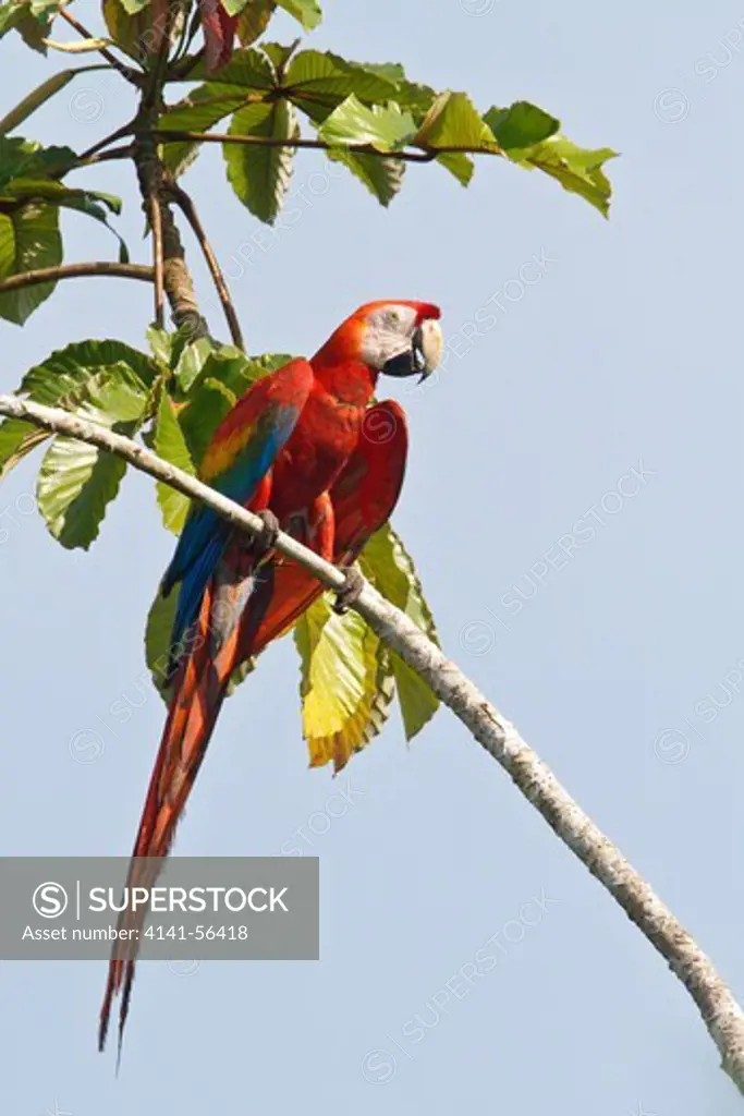 Scarlet Macaw (Ara Macao) Perched On A Branch In Ecuador.