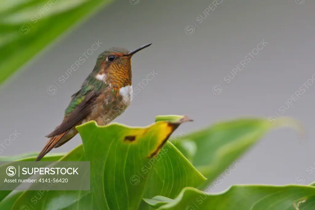 Scintillant Hummingbird (Selasphorus Scintilla) Perched On A Leaf In Costa Rica.
