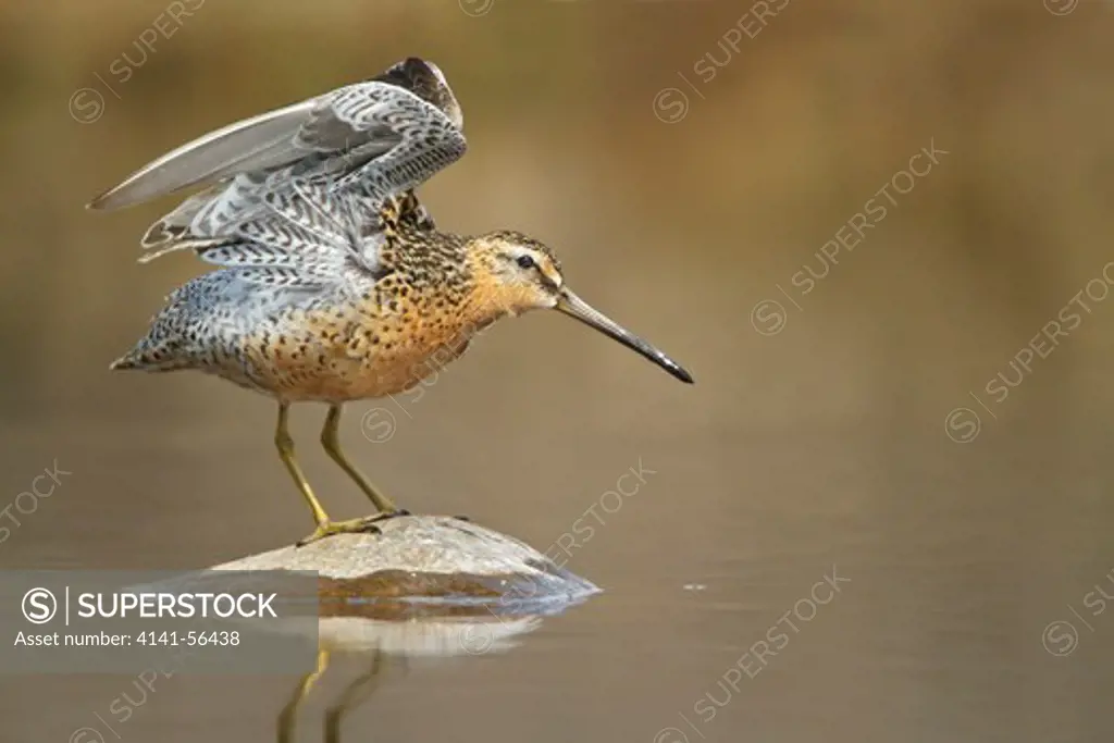 Short-Billed Dowitcher (Limnodromus Griseus) Perched On A Rock In Churchill, Manitoba, Canada.