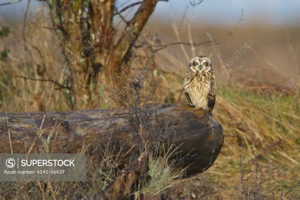 Short-Eared Owl (Asio Flammeus) Perched On A Branch At The Nanaimo River Estuary, Bc, Canada.