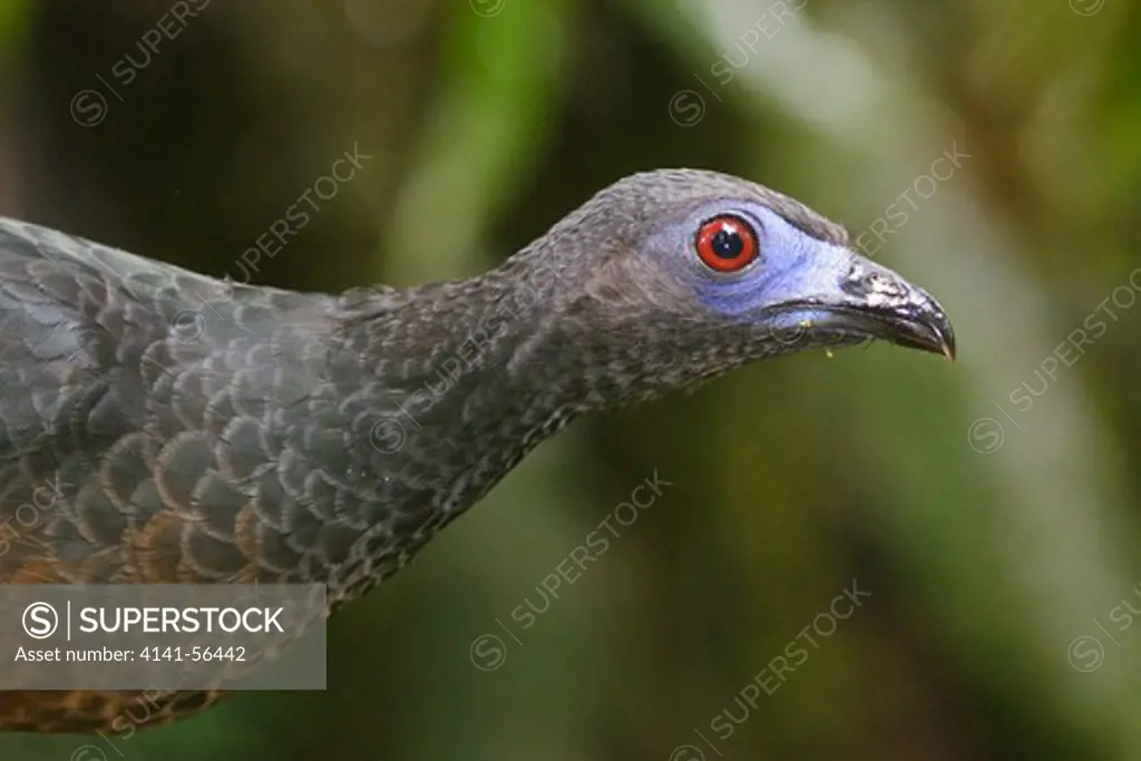 Sickle-Winged Guan (Chamaepetes Goudotii) Perched On A Branch In Ecuador.