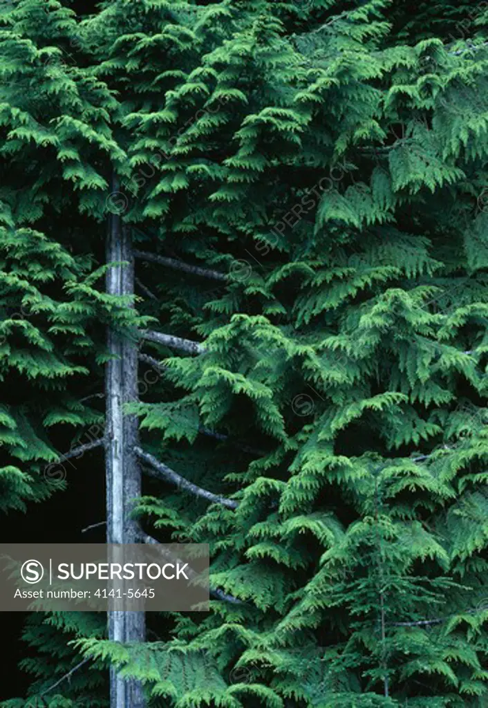 western red cedar thuja plicata washington, north western usa 