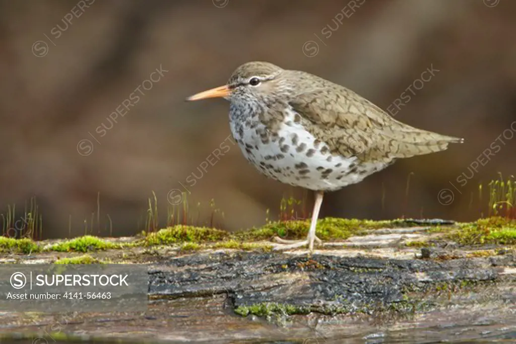 Spotted Sandpiper (Actitis Macularia) Perched On A Branch In The Okanagan Valley, Bc, Canada.