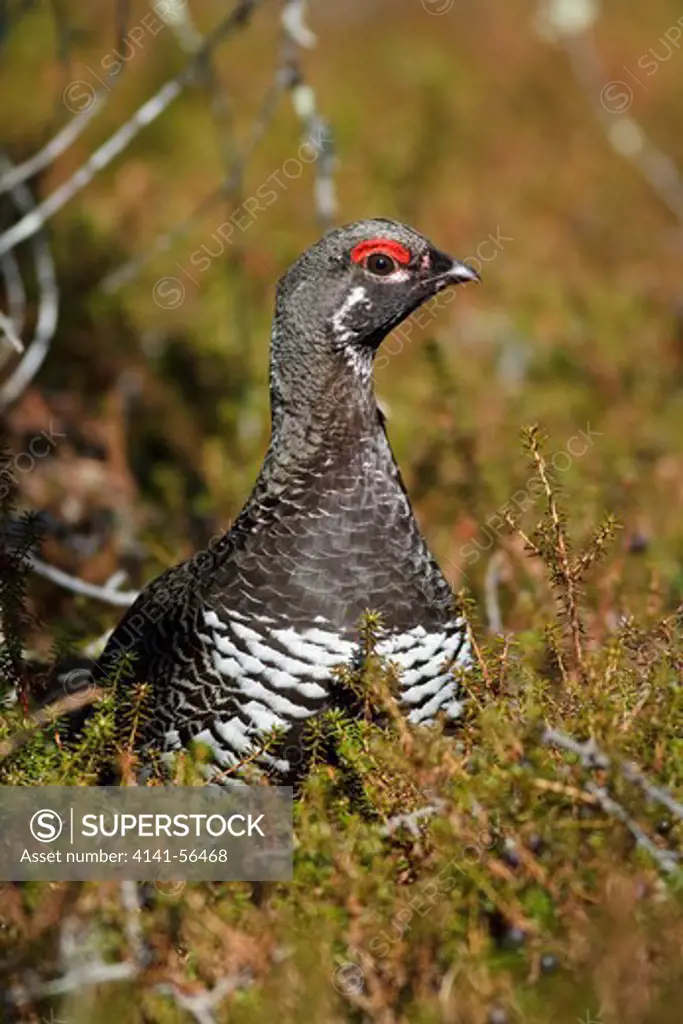 Spruce Grouse (Falcipennis Canadensis) In Churchill, Manitoba, Canada.