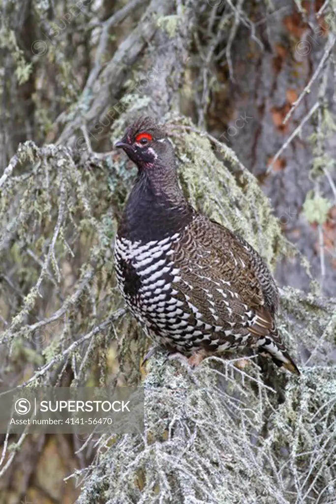 Spruce Grouse (Falcipennis Canadensis) In Churchill, Manitoba, Canada.