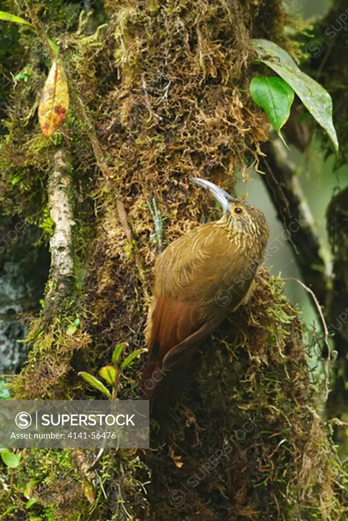 Strong-Billed Woodcreeper (Xiphocolaptes Promeropirhynchus) Perched On A Branch In Ecuador.