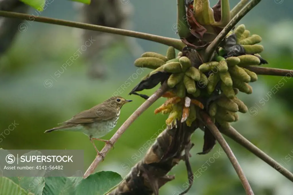 Swainson'S Thrush (Catharus Ustulatus) Perched On A Branch In Ecuador.