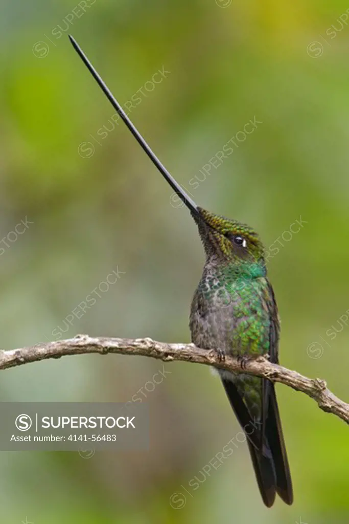 Sword-Billed Hummingbird (Ensifera Ensifera) Perched On A Branch In Ecuador.