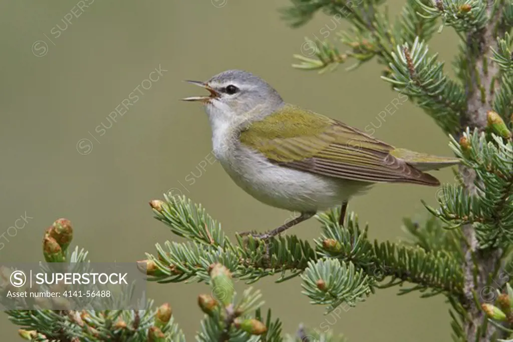 Tennessee Warbler (Vermivora Perigrina) Perched On A Branch In Manitoba, Canada.