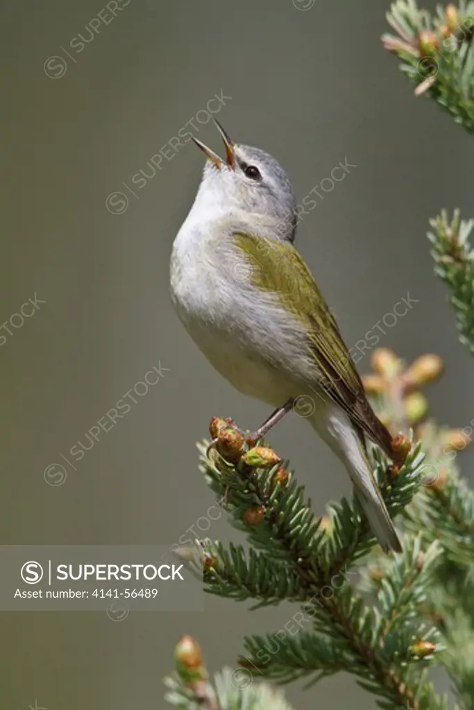 Tennessee Warbler (Vermivora Perigrina) Perched On A Branch In Manitoba, Canada.