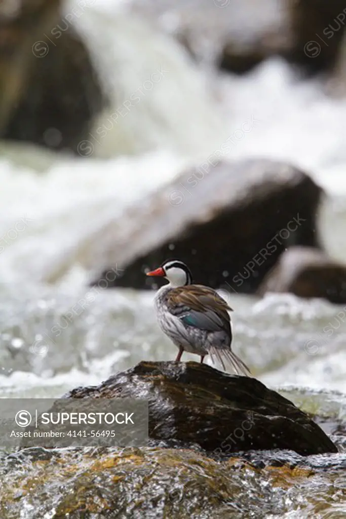Torrent Duck (Merganetta Armata) Perched On A Rock In Ecuador.