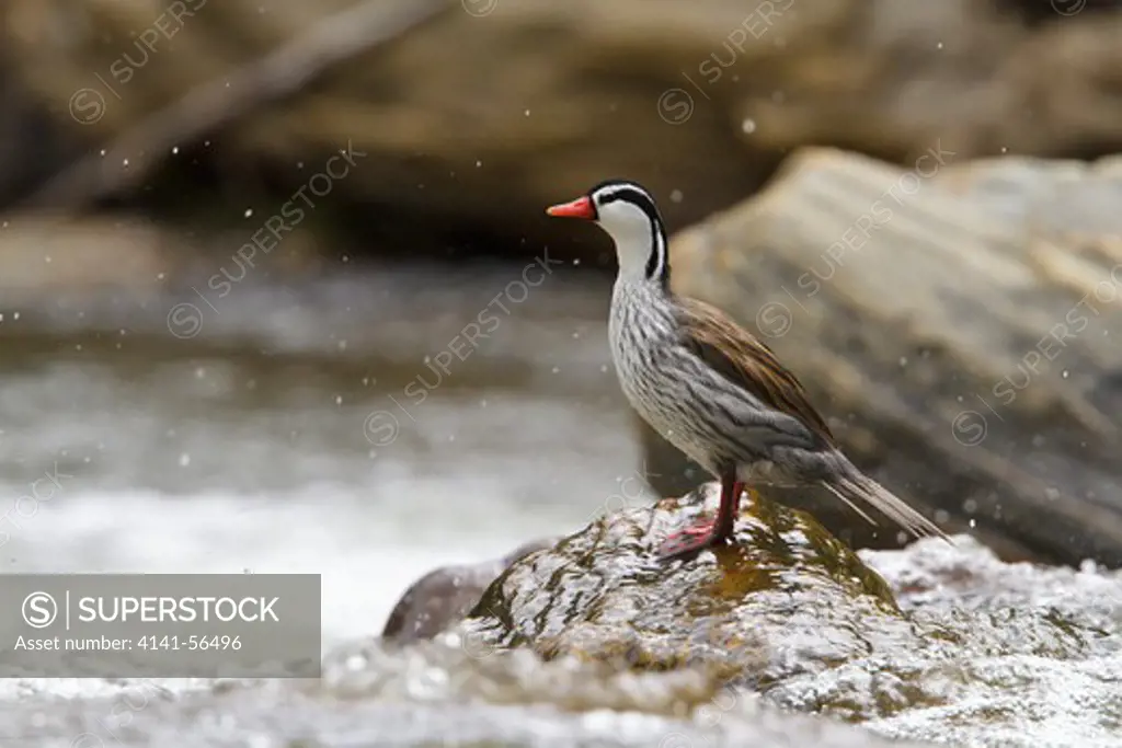 Torrent Duck (Merganetta Armata) Perched On A Rock In Ecuador.