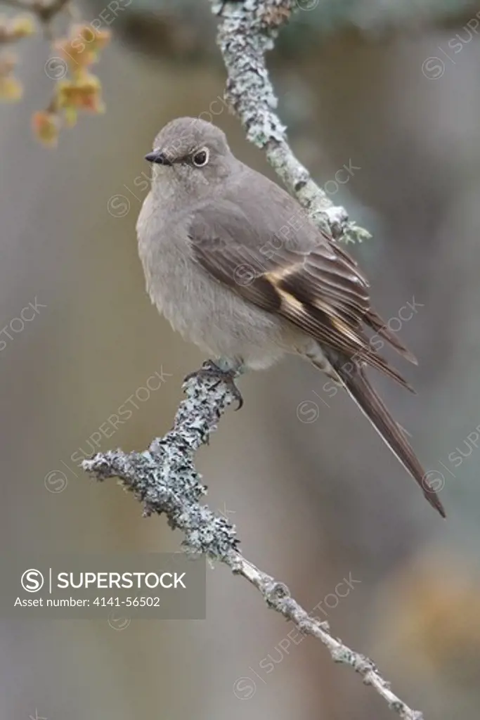 Townsend'S Solitaire (Myadestes Townsendi) Perched On A Branch In Victoria, Bc, Canada.