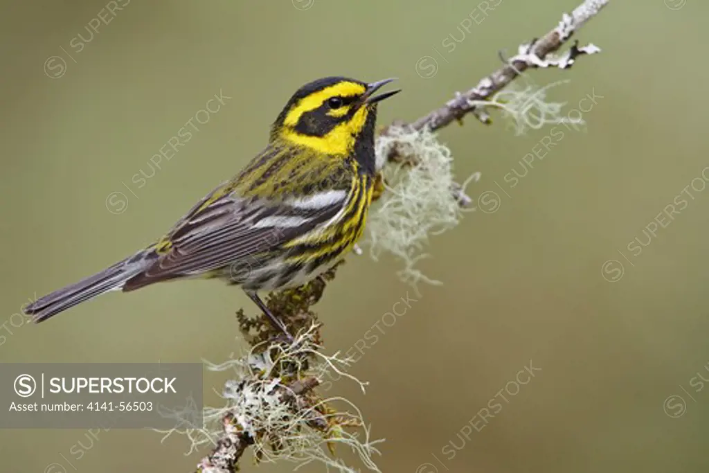 Townsend'S Warbler (Dendroica Townsendi) Perched On A Branch In Victoria, Bc, Canada.