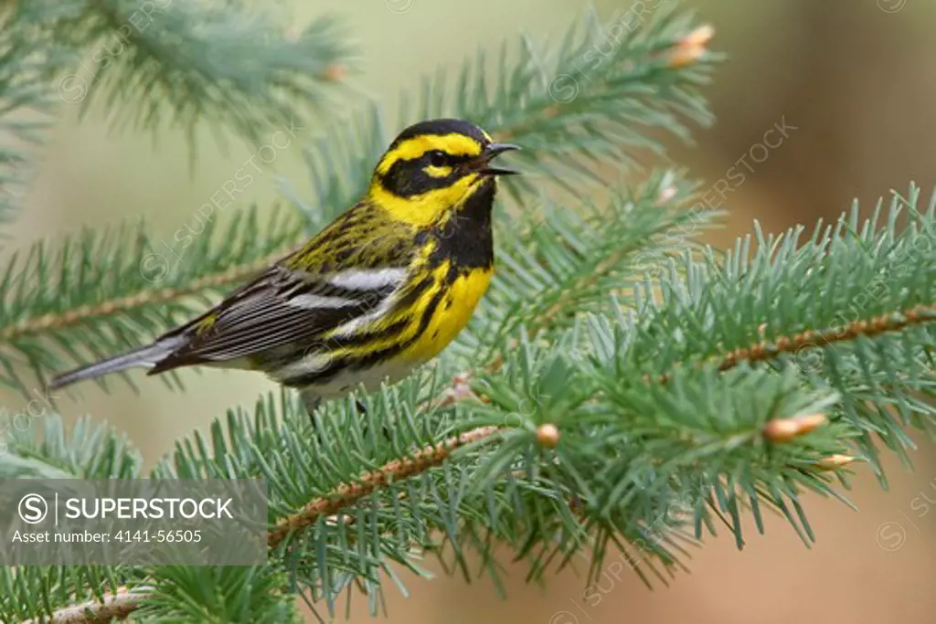 Townsend'S Warbler (Dendroica Townsendi) Perched On A Branch In Victoria, Bc, Canada.