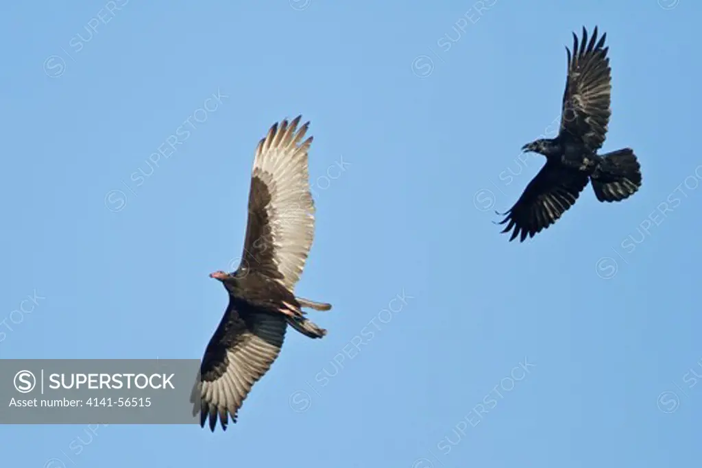 Turkey Vulture (Cathartes Aura) Being Mobbed By Raven During Fall Migration Near Victoria, British Columbia, Canada.