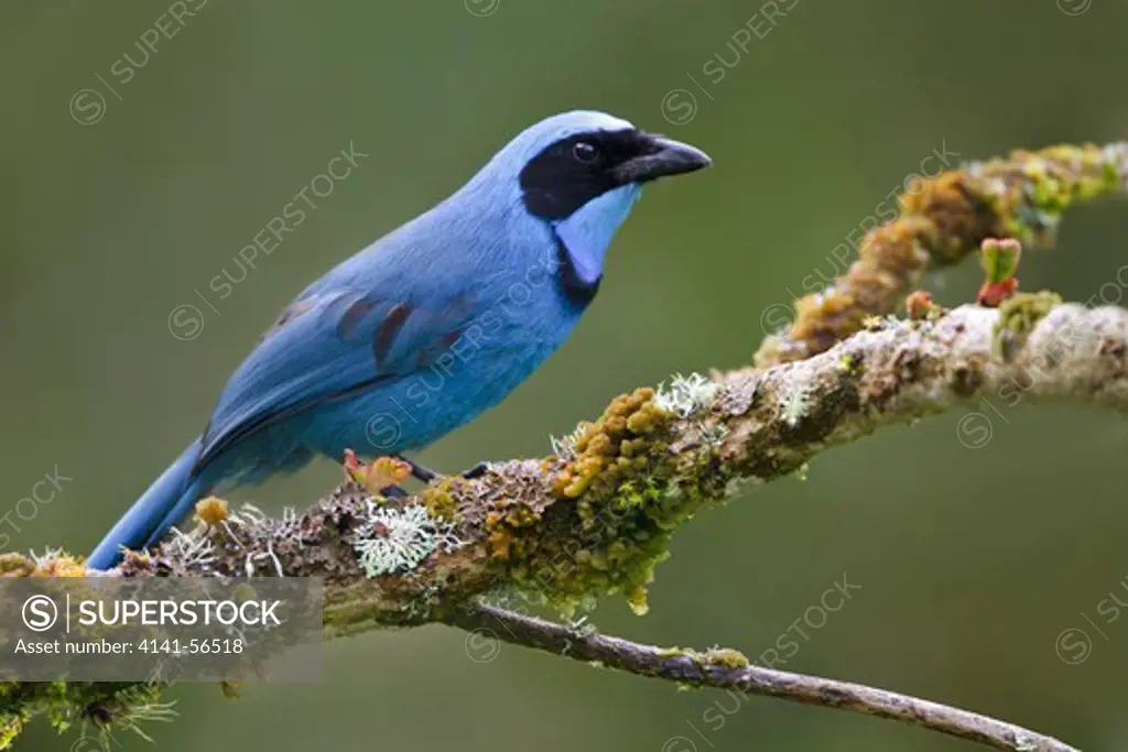 Turquoise Jay (Cyanolyca Turcosa) Perched On A Branch In Ecuador.