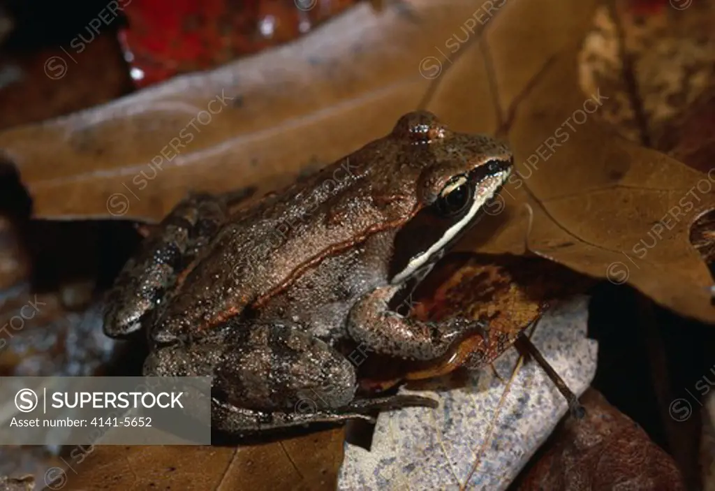 wood frog on leaflitter rana sylvatica michigan, northern usa