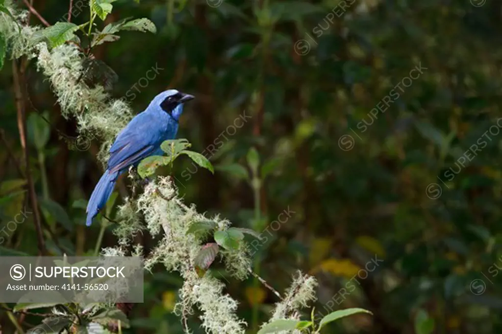 Turquoise Jay (Cyanolyca Turcosa) Perched On A Branch In Ecuador.