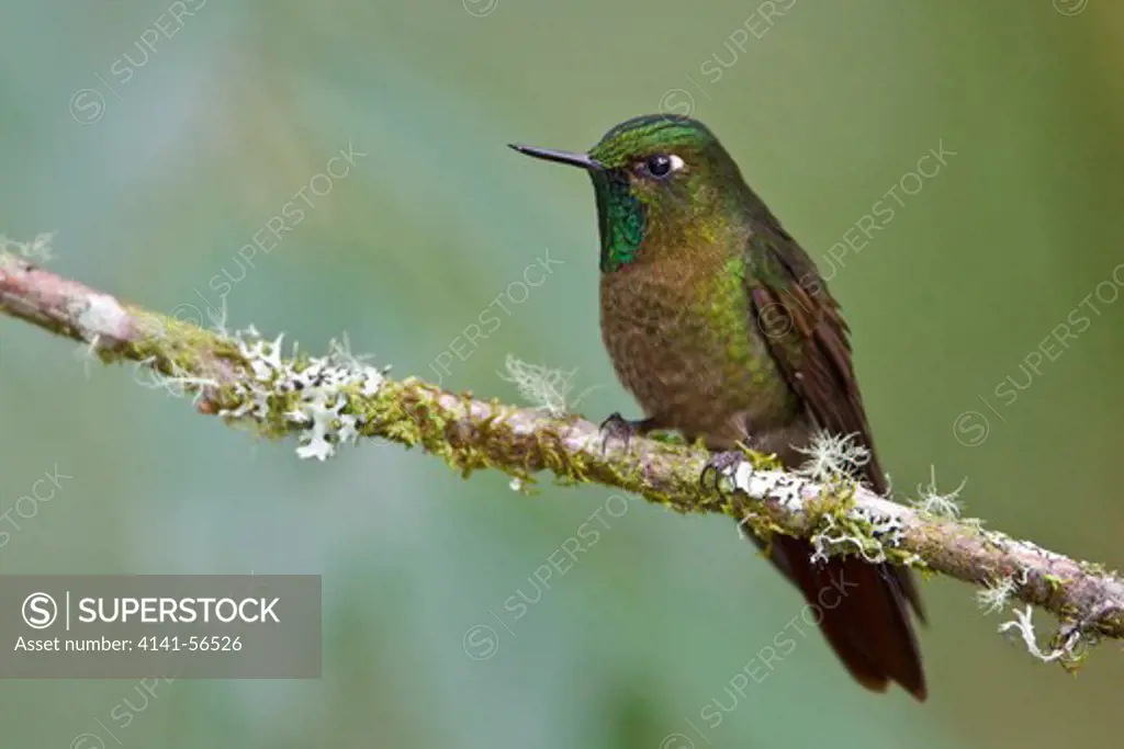 Tyrian Metaltail (Metallura Tyrianthina) Perched On A Branch In Ecuador.