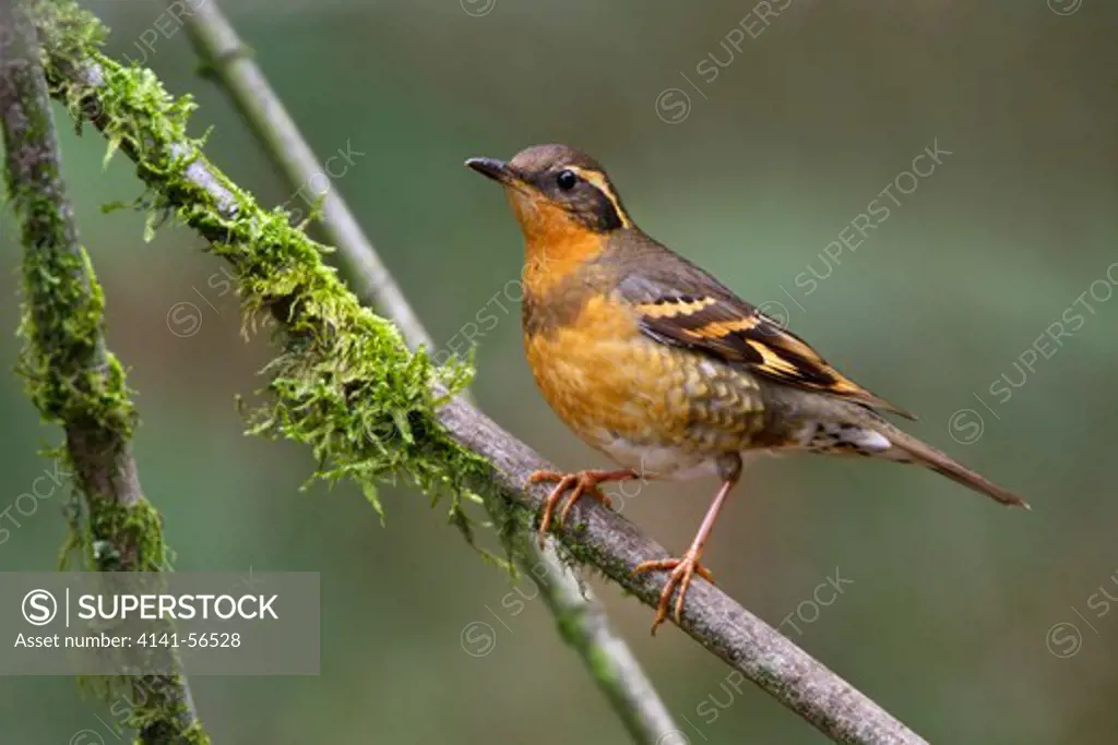 Varied Thrush (Ixoreus Naevius) Perched On A Branch In Victoria, Bc, Canada.