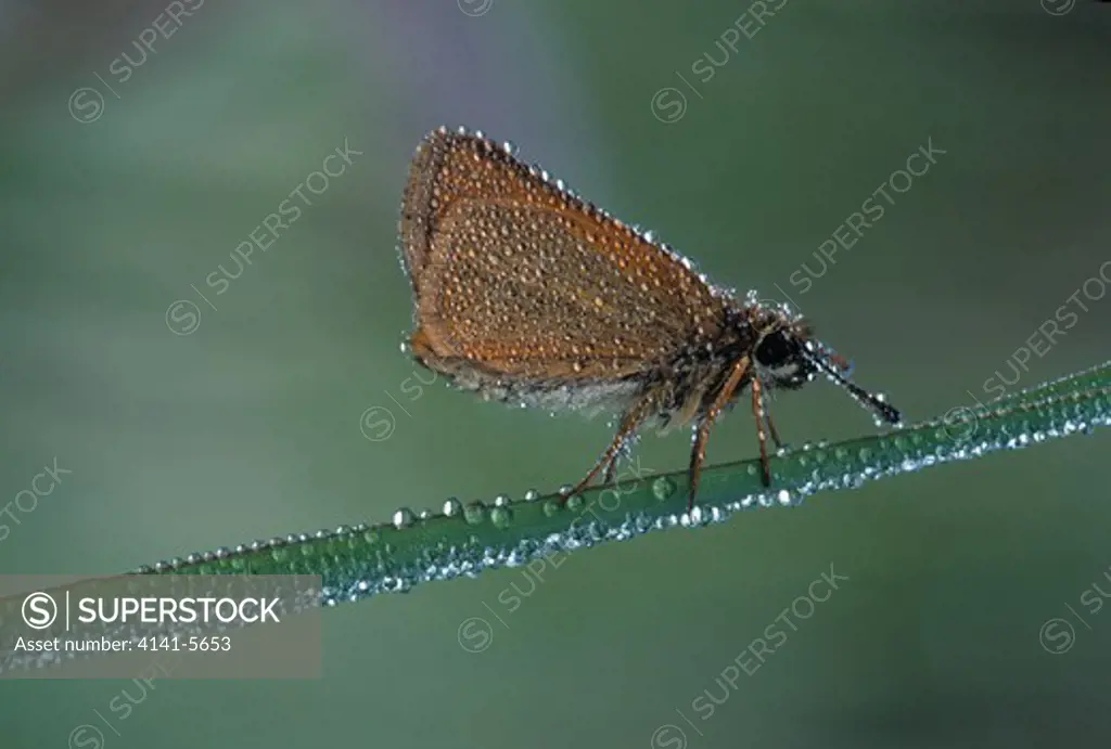 essex or european skipper thymelicus lineola with dew 
