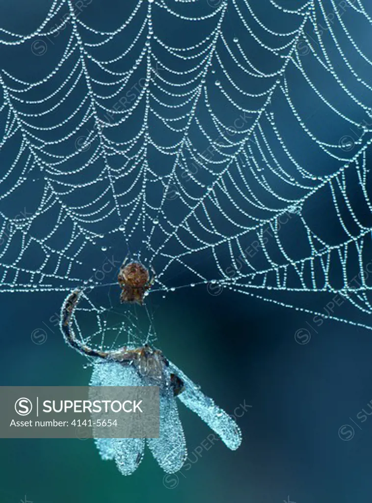 spider's web with trapped dragonfly 