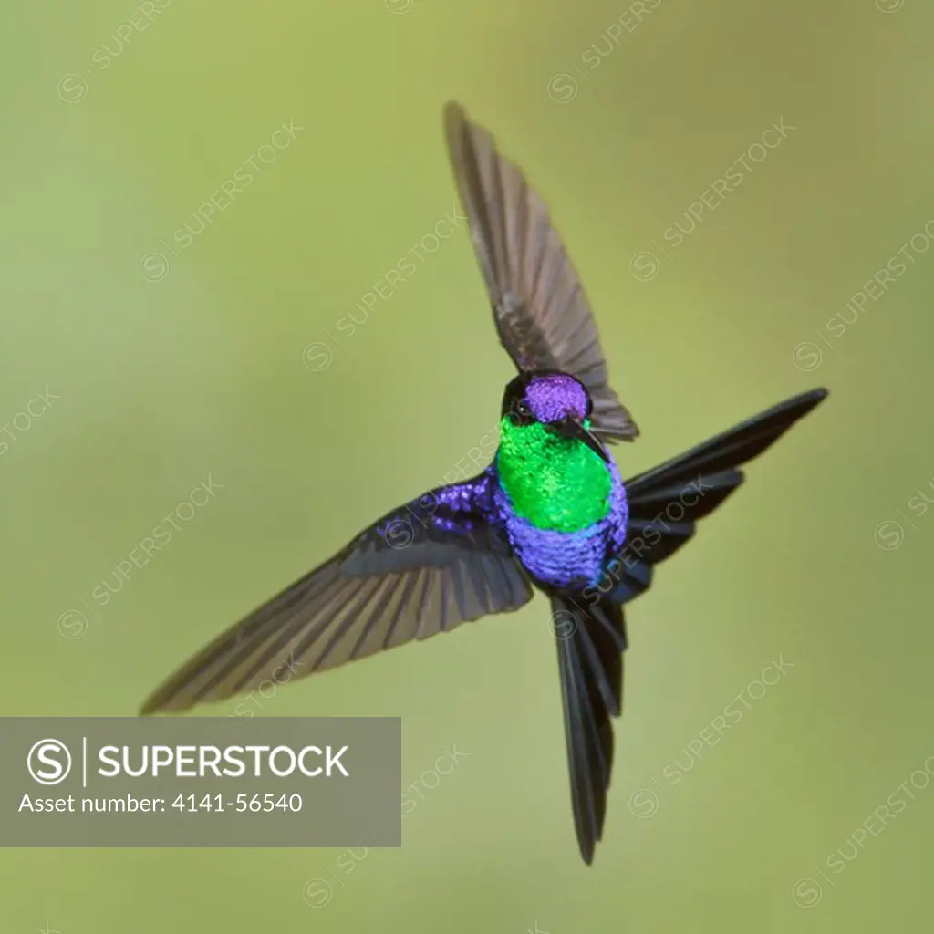 Violet-Crowned Woodnymph (Thalurania Columbica) Flying And Feeding At A Flower In Costa Rica.