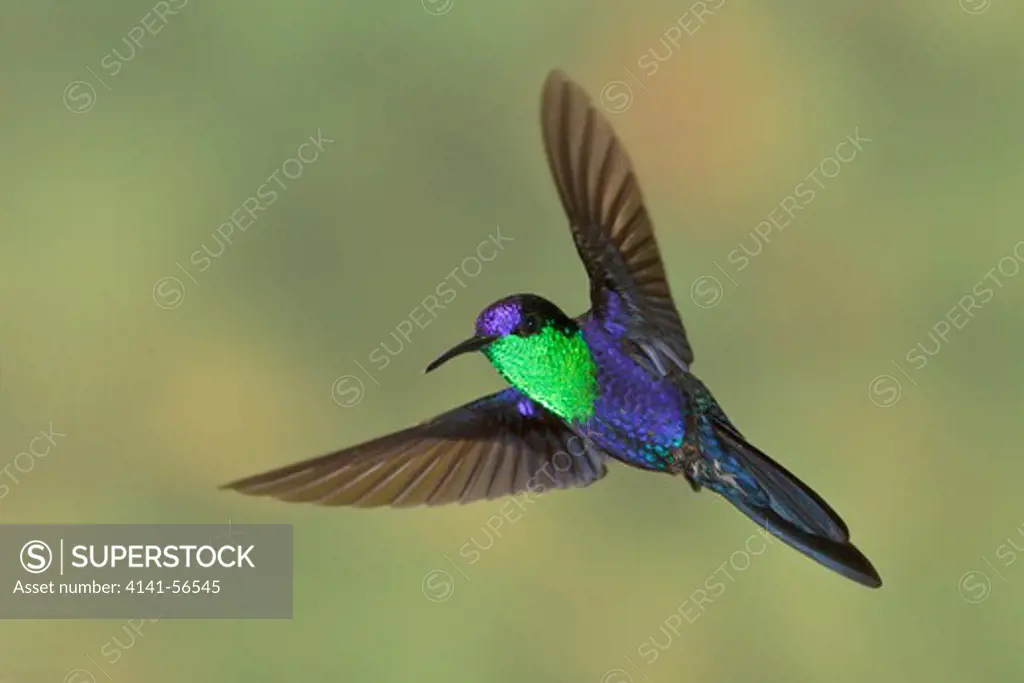 Violet-Crowned Woodnymph (Thalurania Columbica) Flying And Feeding At A Flower In Costa Rica.