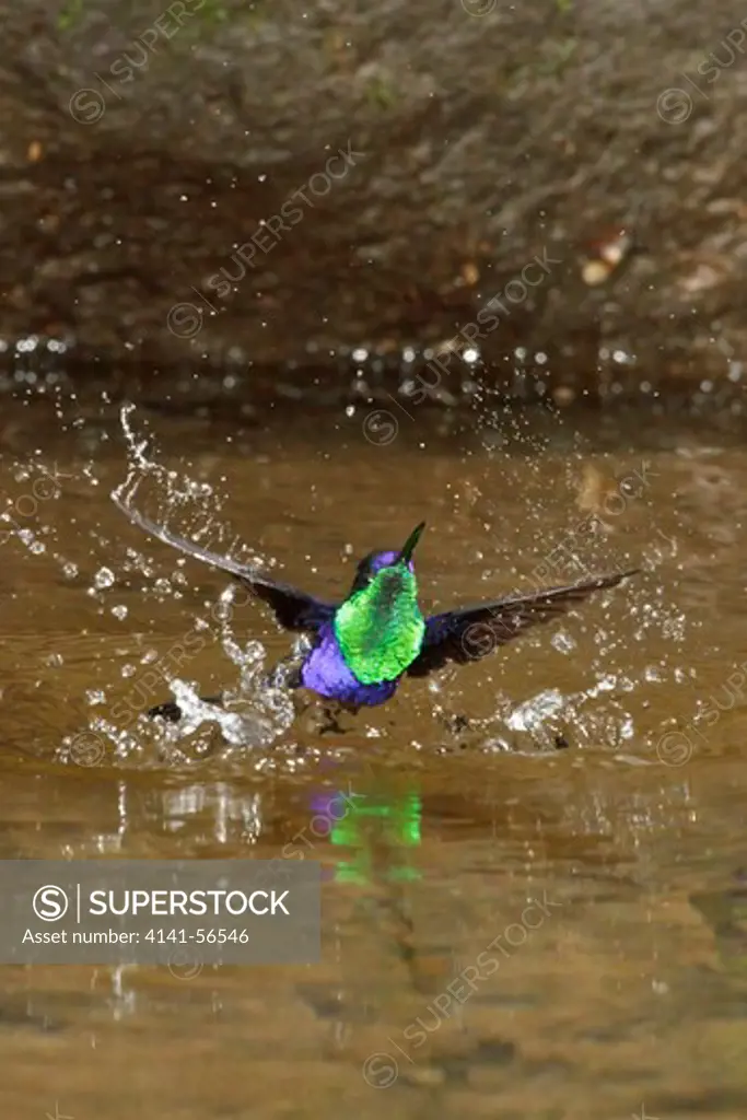Violet-Crowned Woodnymph (Thalurania Columbica) Flying And Bathing In A Small Stream In Costa Rica.