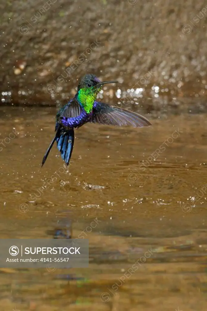 Violet-Crowned Woodnymph (Thalurania Columbica) Flying And Bathing In A Small Stream In Costa Rica.