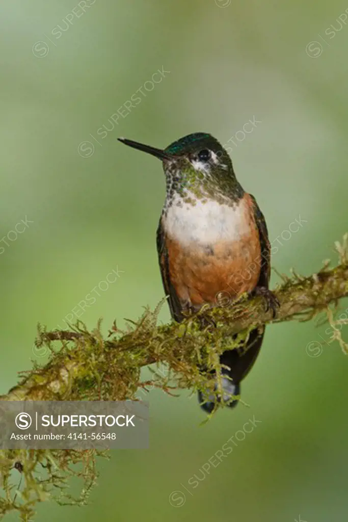 Violet-Tailed Sylph (Aglaiocercus Coelestis) Perched On A Branch In Ecuador.