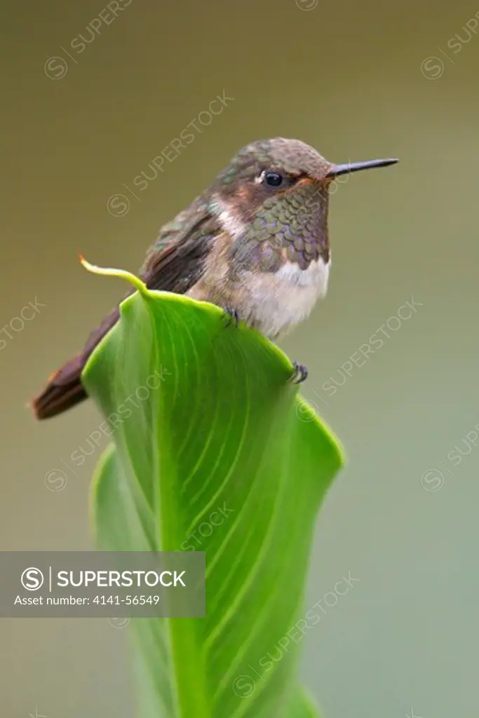 Volcano Hummingbird (Selasphorus Flammula) Perched On A Leaf In Costa Rica.