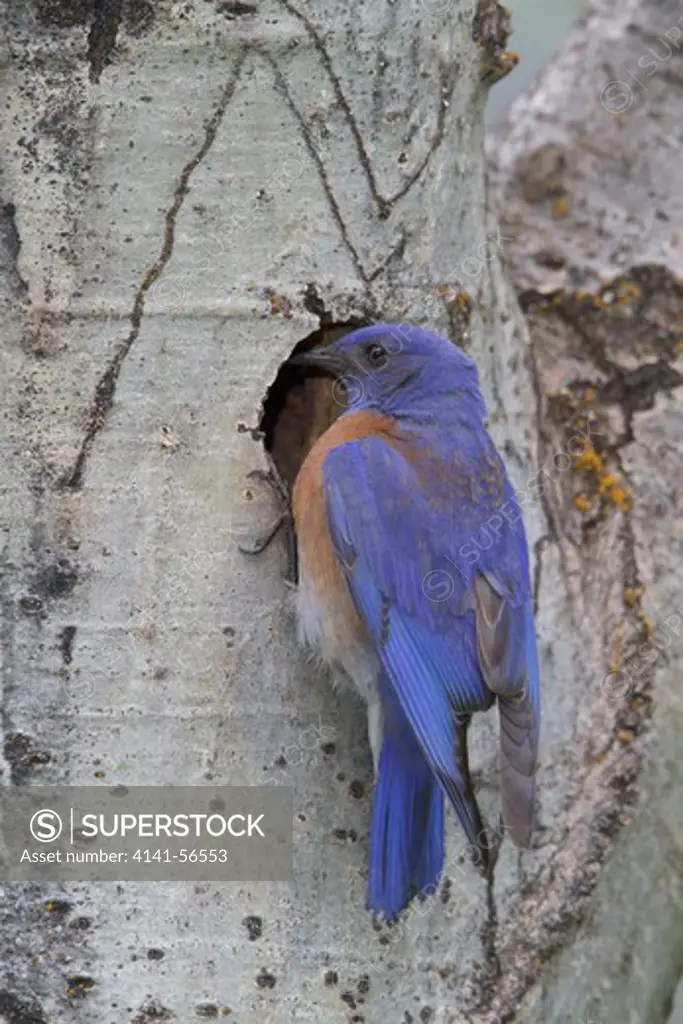 Western Bluebird (Sialia Mexicana) Perched At Its Nest Cavity In The Okanagan Valley, Bc, Canada.
