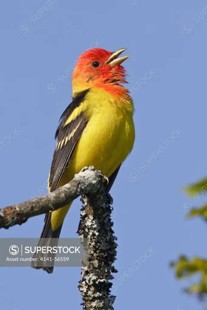 Western Tanager (Piranga Ludoviciana) Perched On A Branch In Victoria, Bc, Canada.