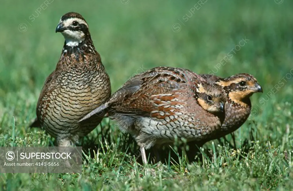 bobwhite quail group colinus virginianus michigan, usa 