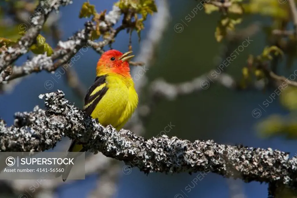 Western Tanager (Piranga Ludoviciana) Perched On A Branch In Victoria, Bc, Canada.