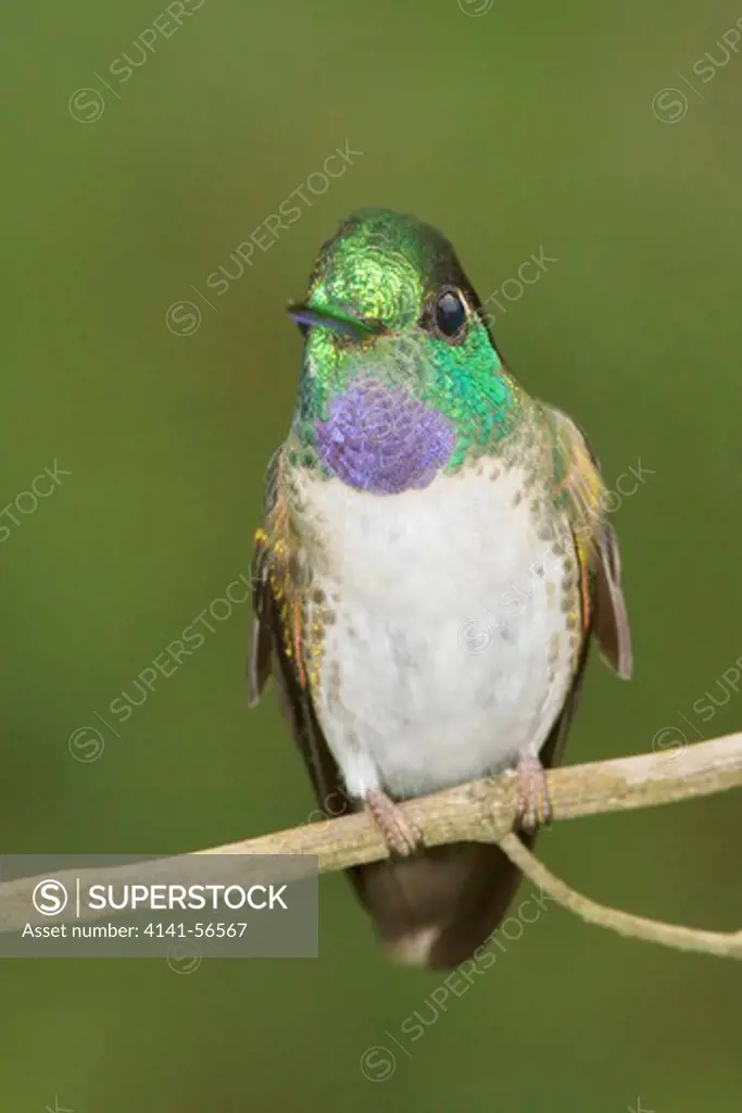 White-Bellied Mountain-Gem (Lampornis Hemileucus) Perched On A Branch In Costa Rica.