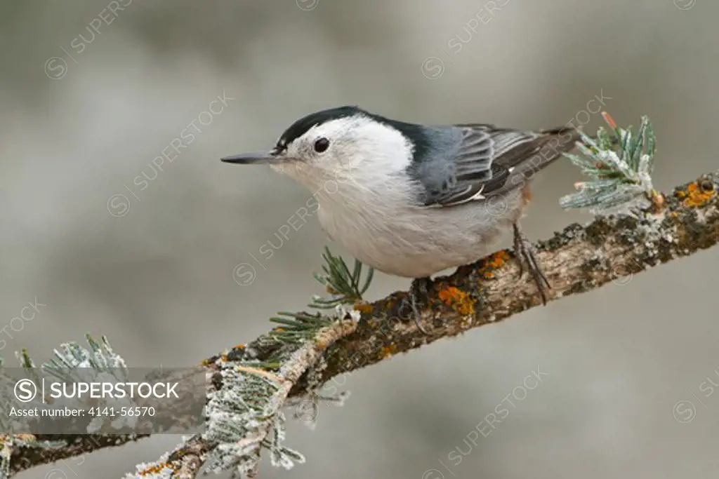 White-Breasted Nuthatch (Sitta Carolinensis) Perched On A Branch At The Sandia Crest Near Albuquerque, New Mexico, Usa.