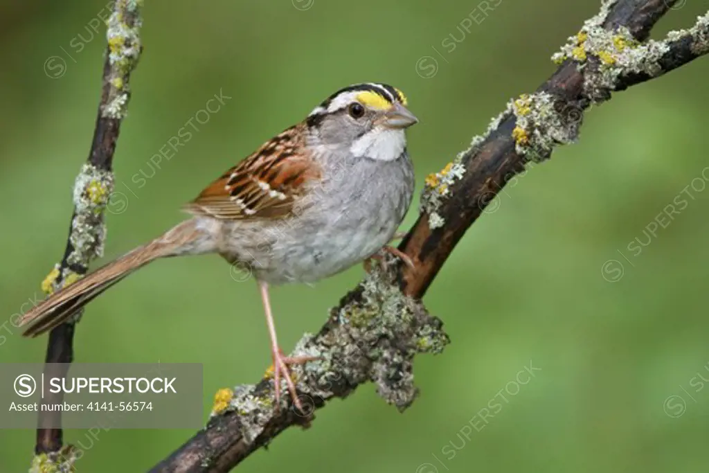 White-Throated Sparrow (Zonotrichia Albicollis) Perched On A Branch In Manitoba, Canada.