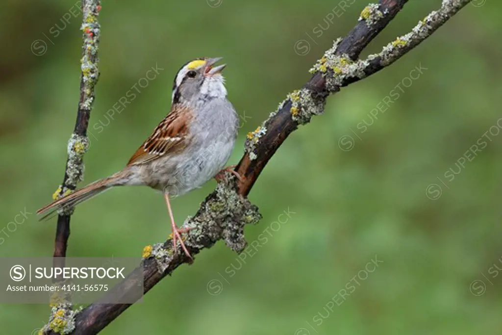 White-Throated Sparrow (Zonotrichia Albicollis) Perched On A Branch In Manitoba, Canada.
