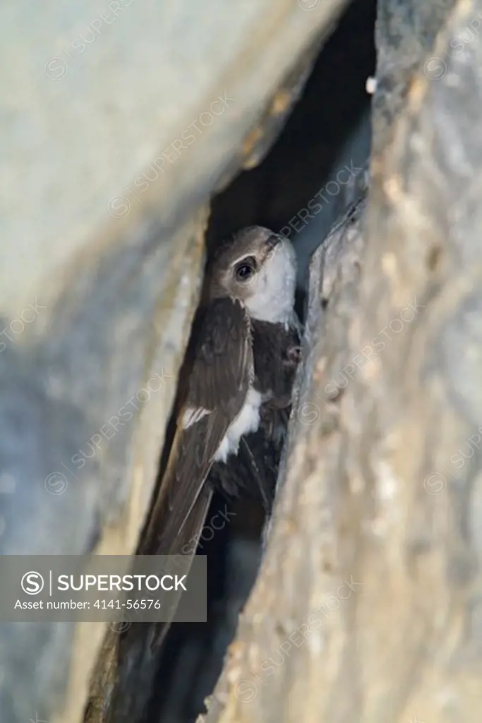White-Throated Swift (Aeronautes Saxatalis) Perched On A Rock In The Okanagan Valley, Bc, Canada.