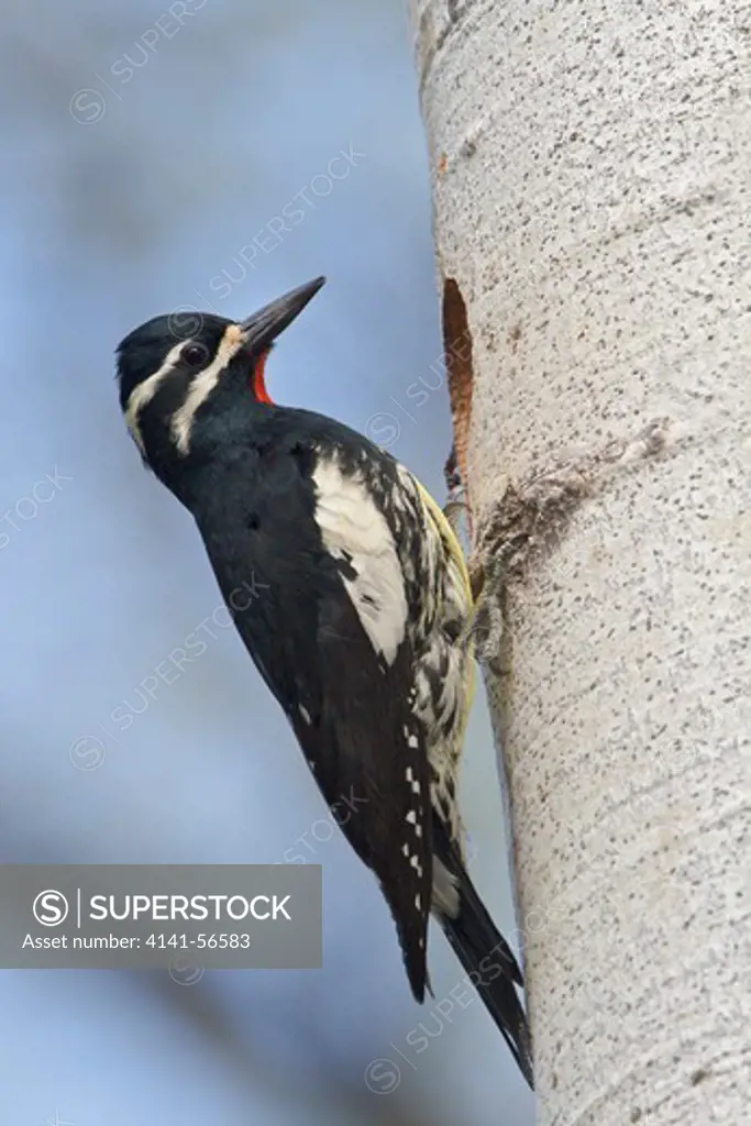 Williamson'S Sapsucker (Sphyrapicus Thyroideus) Perched At Its Nest Cavity In The Okanagan Valley, Bc, Canada.