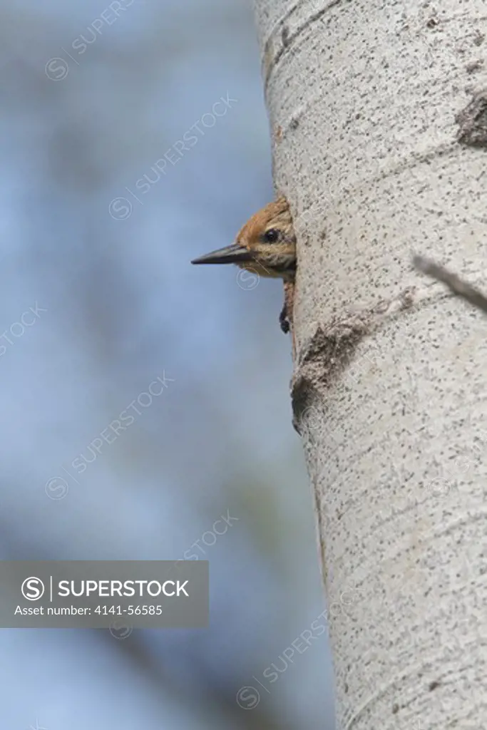Williamson'S Sapsucker (Sphyrapicus Thyroideus) Perched At Its Nest Cavity In The Okanagan Valley, Bc, Canada.