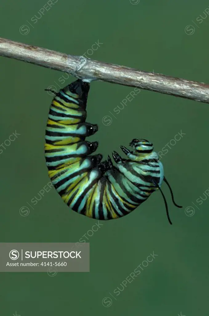 monarch butterfly larva danaus plexippus at start of pupation picture sequence b, no.1 