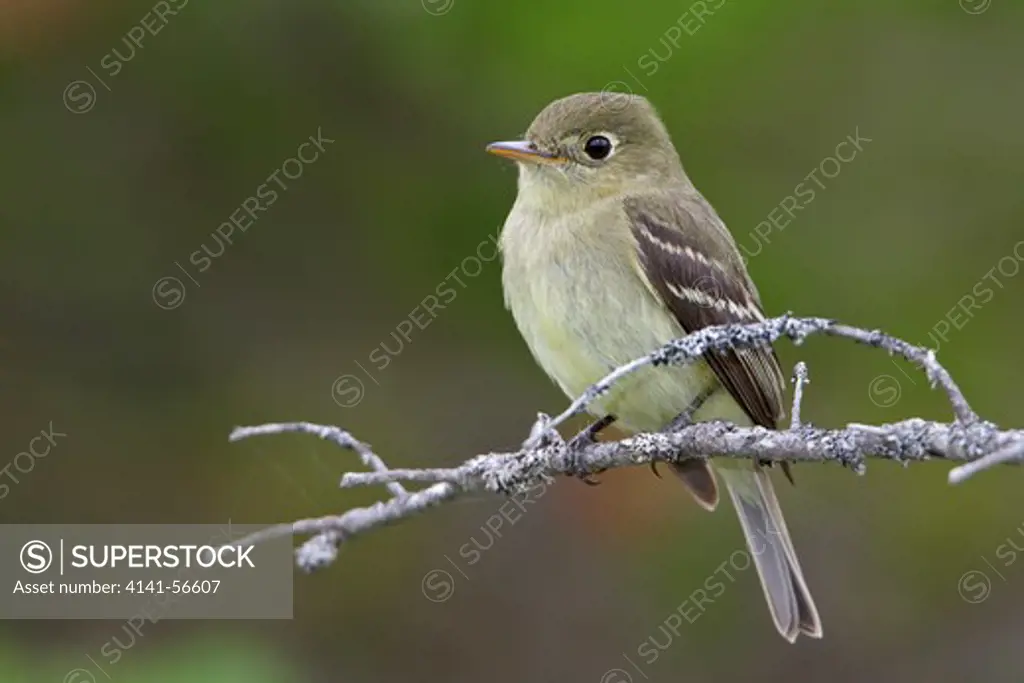 Yellow-Bellied Flycatcher (Empidonax Flaviventris) Perched On A Branch In Newfoundland, Canada.