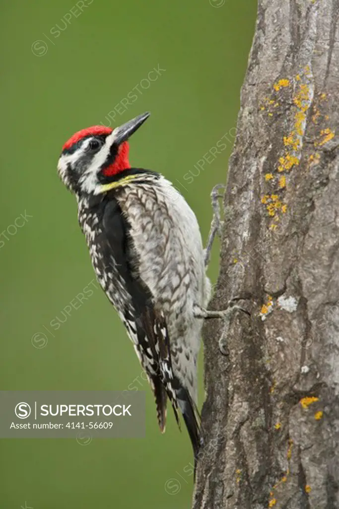 Yellow-Bellied Sapsucker (Sphyrapicus Varius) Perched On A Tree Trunk In Manitoba, Canada.